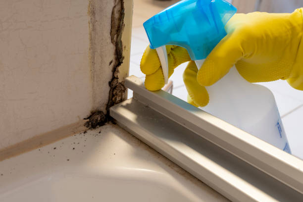 Best DIY Mold Remediation Support Services in Salinas, CA
