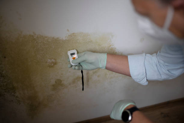 Best Commercial Mold Remediation in Salinas, CA