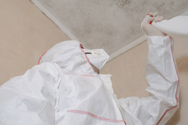 Best Residential Mold Remediation in Salinas, CA