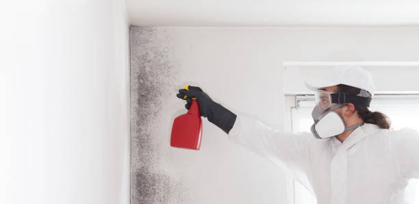 Best Post-Flood Mold Remediation in Salinas, CA