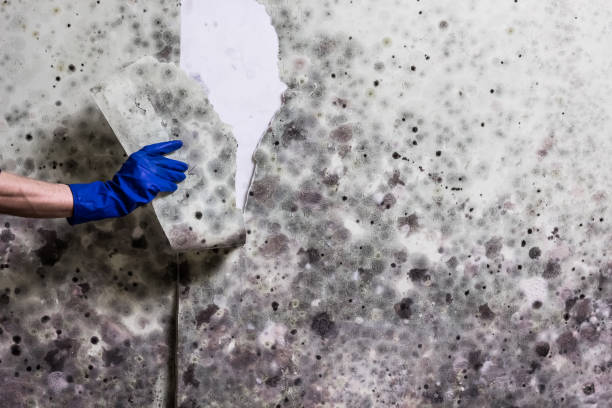 Best Bathroom Mold Remediation in Salinas, CA